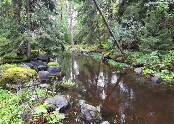 Joki virtaa metsän läpi